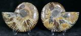 Polished Ammonite Pair - Million Years #22251-1